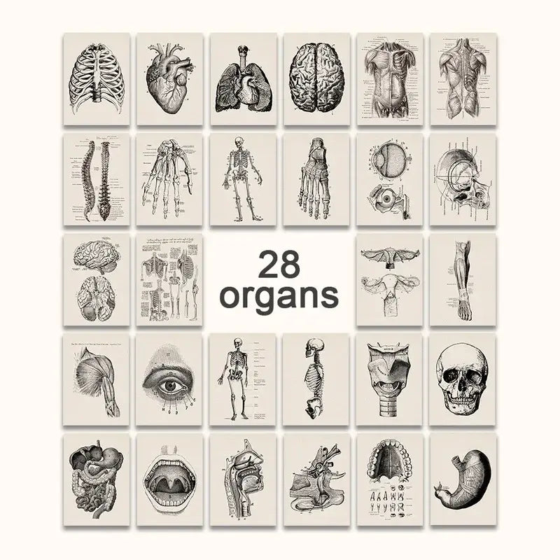 Set of 28 decorbites™ vintage human anatomy canvas prints with sepia detailed illustrations on off-white paper