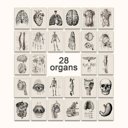 Set of 28 decorbites™ vintage human anatomy canvas prints with sepia detailed illustrations on off-white paper