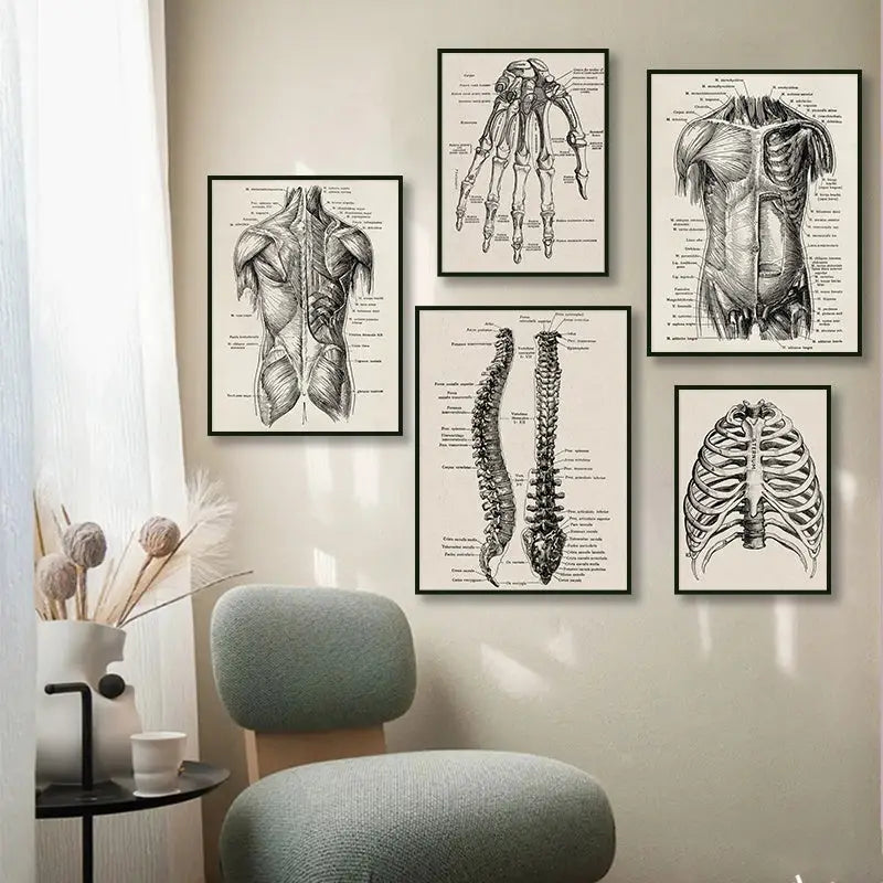 Set of five framed black and white vintage human anatomy canvas prints featuring detailed skeletal and muscular illustrations