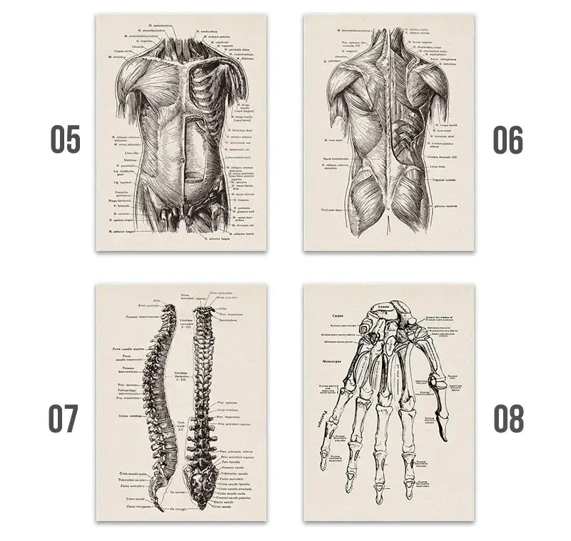 Set of four decorbites™ vintage human anatomy canvas prints featuring detailed black and white illustrations on off white canvas