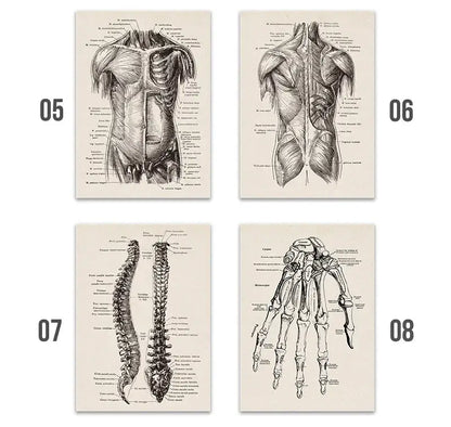 Set of four decorbites™ vintage human anatomy canvas prints featuring detailed black and white illustrations on off white canvas