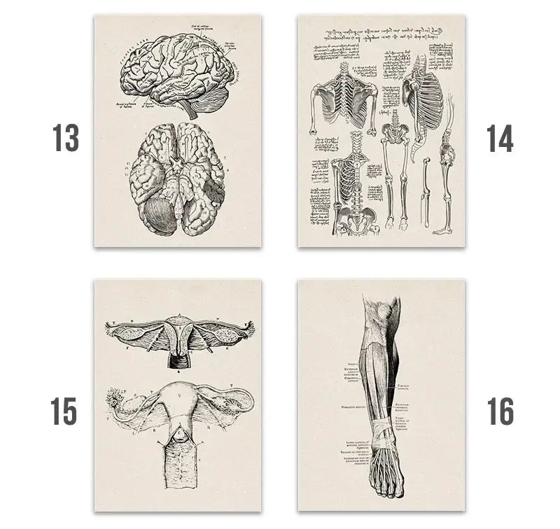 Set of four vintage human anatomy canvas prints featuring detailed black and white illustrations on off-white paper