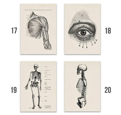 Set of four decorbites vintage human anatomy canvas prints featuring detailed black and white illustrations on off-white paper