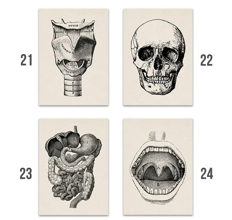 Set of four DecorBites™ vintage human anatomy canvas prints with detailed black-and-white illustrations on off-white paper