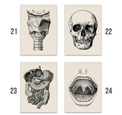 Set of four DecorBites™ vintage human anatomy canvas prints with detailed black-and-white illustrations on off-white paper