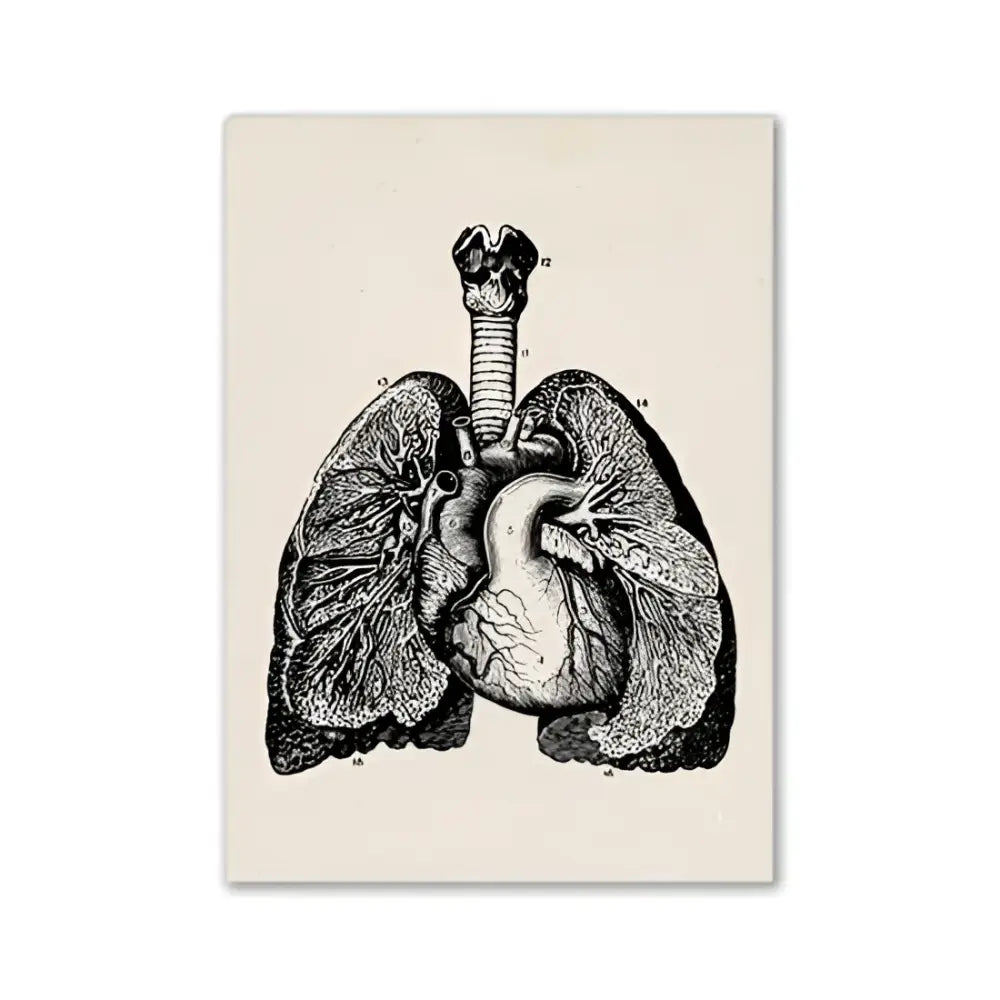 Decorbites™ vintage human anatomy canvas print featuring black and white lungs and heart illustration on cream canvas