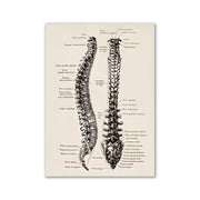 Decorbites™ vintage human anatomy canvas wall art featuring detailed black ink illustration of the human spine on beige background