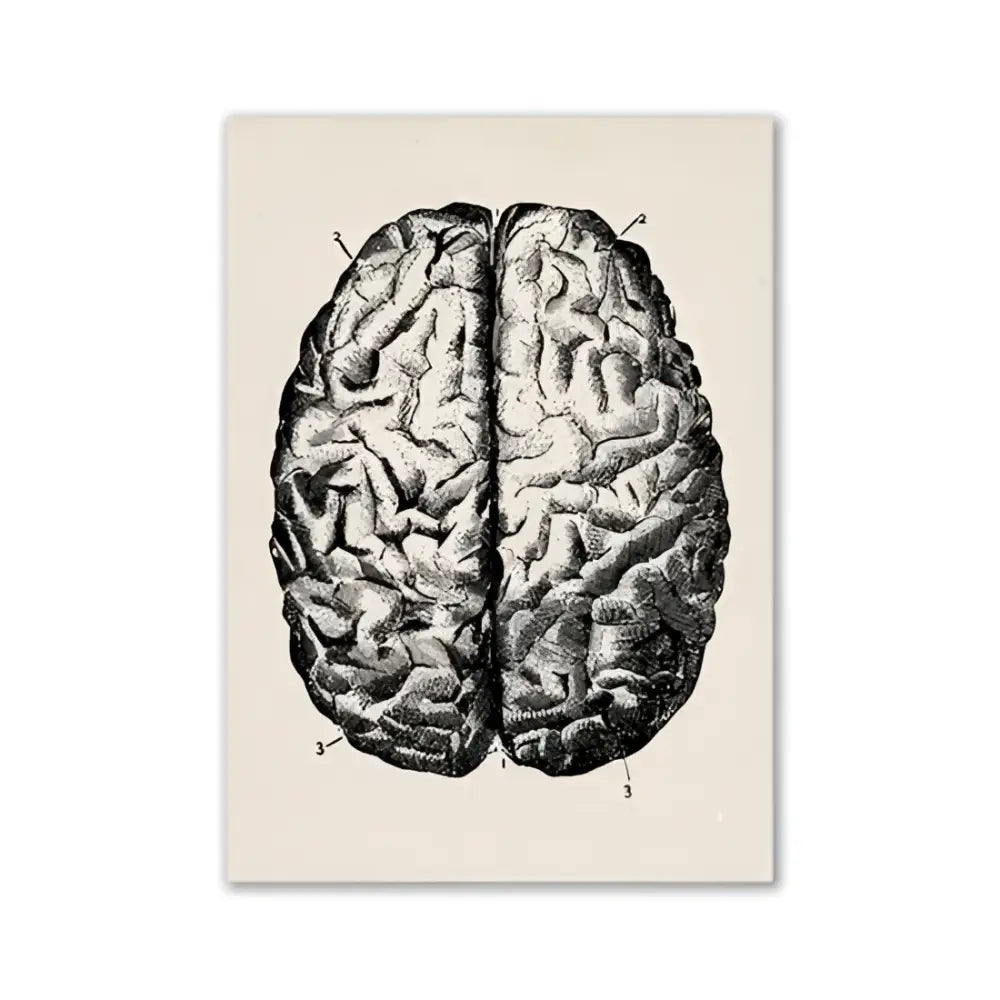 Anatomy wall print featuring a detailed black ink brain illustration on a cream-colored background by decorbites vintage medical anatomy wall print