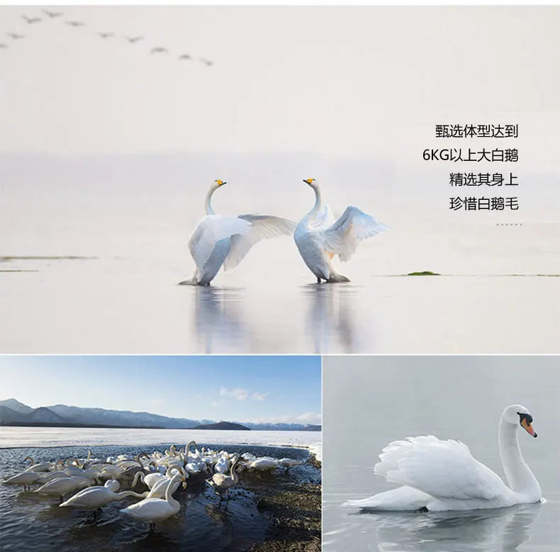 Two elegant white swans with orange beaks symbolize the fluffy comfort of the white goose down quilt bedding set