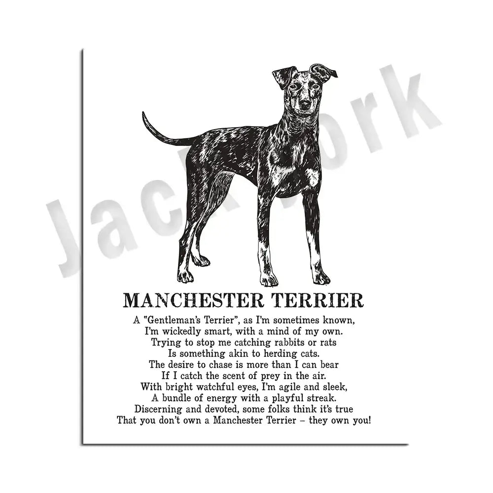 Framed black and white manchester terrier dog breed poetry poster with detailed line drawing for decorbites dog breed decor