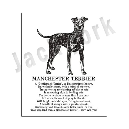 Framed black and white manchester terrier dog breed poetry poster with detailed line drawing for decorbites dog breed decor