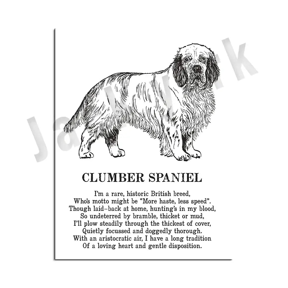 Framed black and white dog breeds poster featuring a detailed clumber spaniel line drawing for bedroom wall art decorbites dog breeds