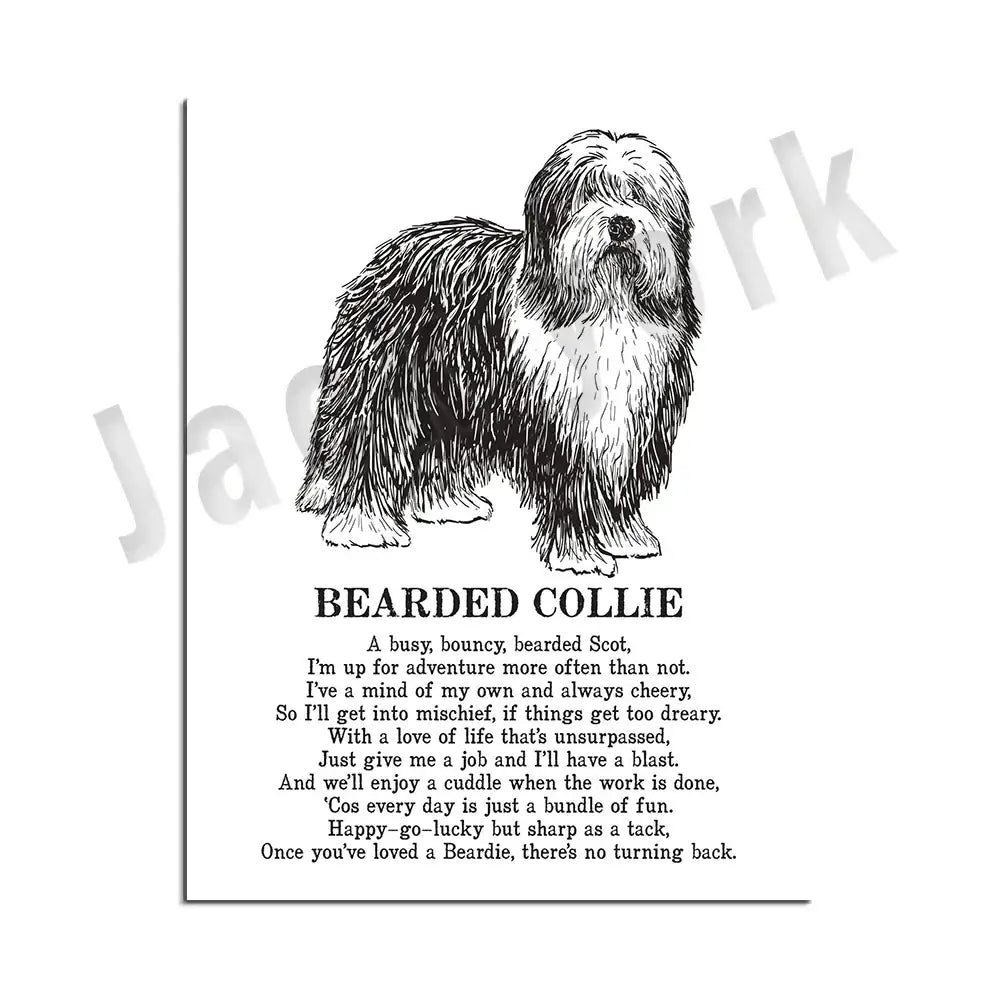 Framed black and white illustrated bearded collie dog breeds poster with detailed line art and personality text for decorbites dog breeds wall art