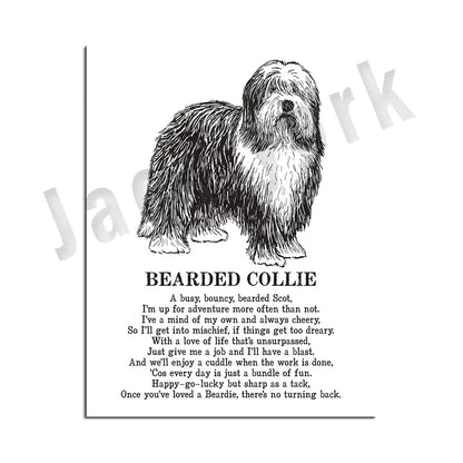 Framed black and white illustrated bearded collie dog breeds poster with detailed line art and personality text for decorbites dog breeds wall art