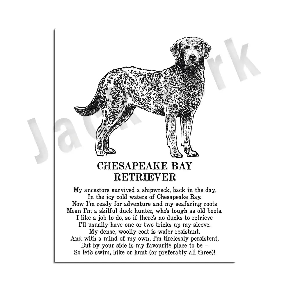 Framed black and white ink illustration of Chesapeake Bay retriever dog breeds poster for bedroom wall decorbites decor