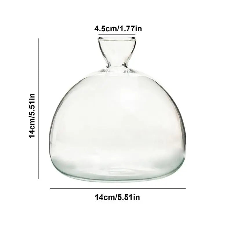 Glass Avocado Seed Starter Vase Kit - Vase