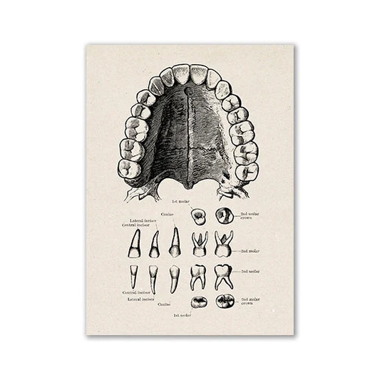Human Anatomy Vintage Canvas Print - 27 / 13x18cm No Frame / CHINA