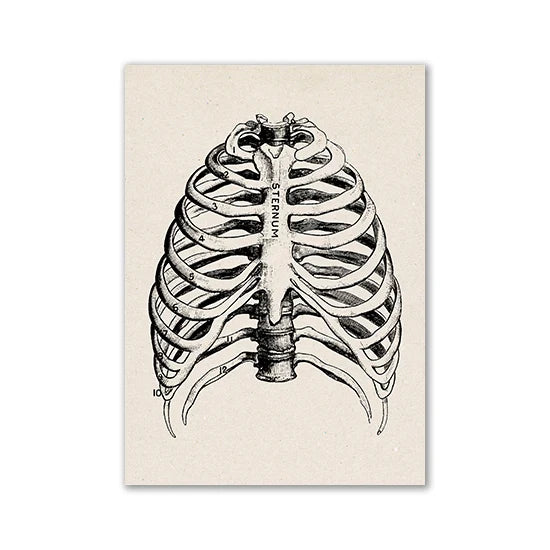 Human Anatomy Vintage Canvas Print