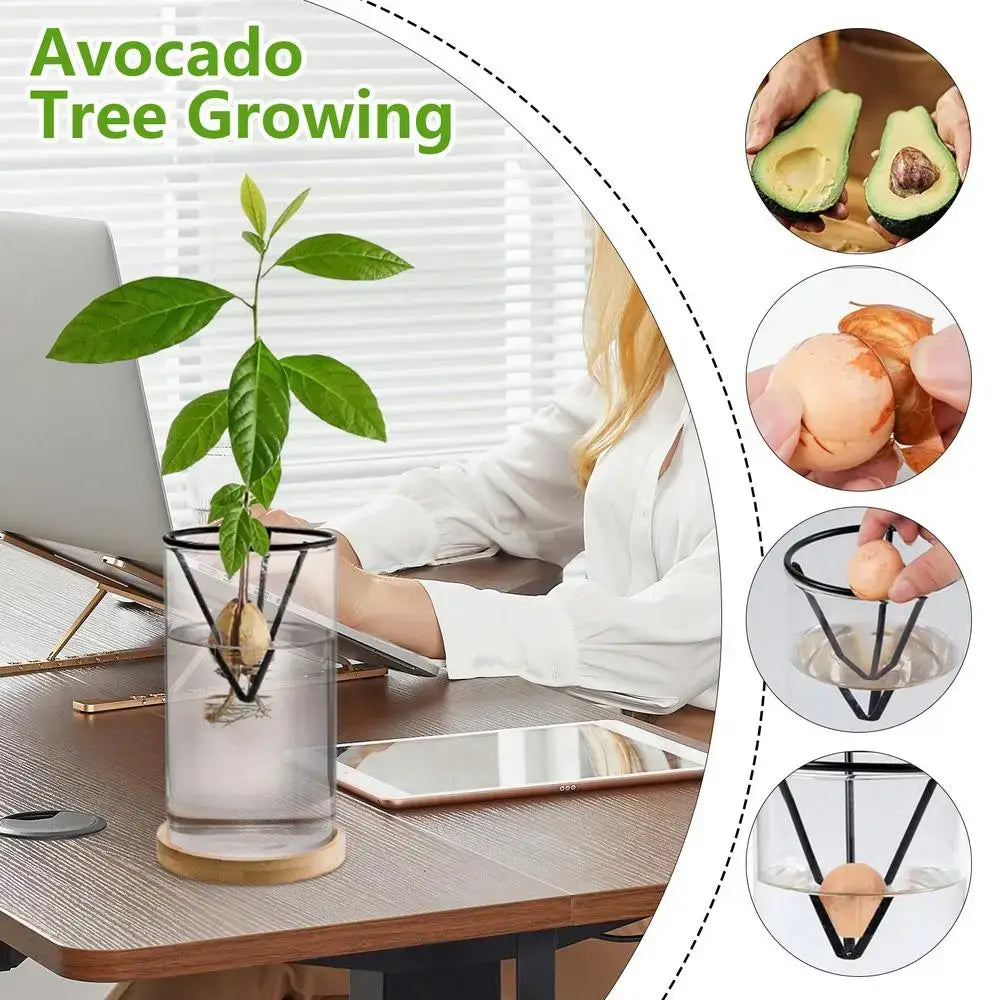 Black metal avocado tree growing stand with clear glass container and wooden base for hydroponic avocado planting set