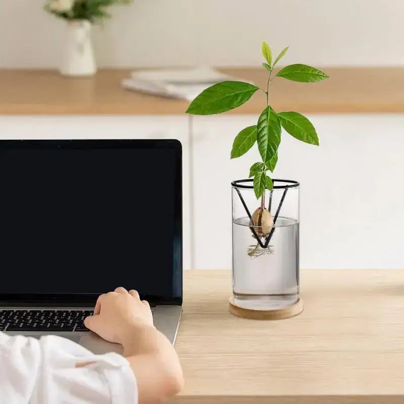 A clear glass hydroponic avocado planting set with black metal frame and wooden base holding an avocado sprout
