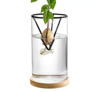 Clear glass hydroponic avocado planting set with black wire support and wooden base holding a growing seed in water