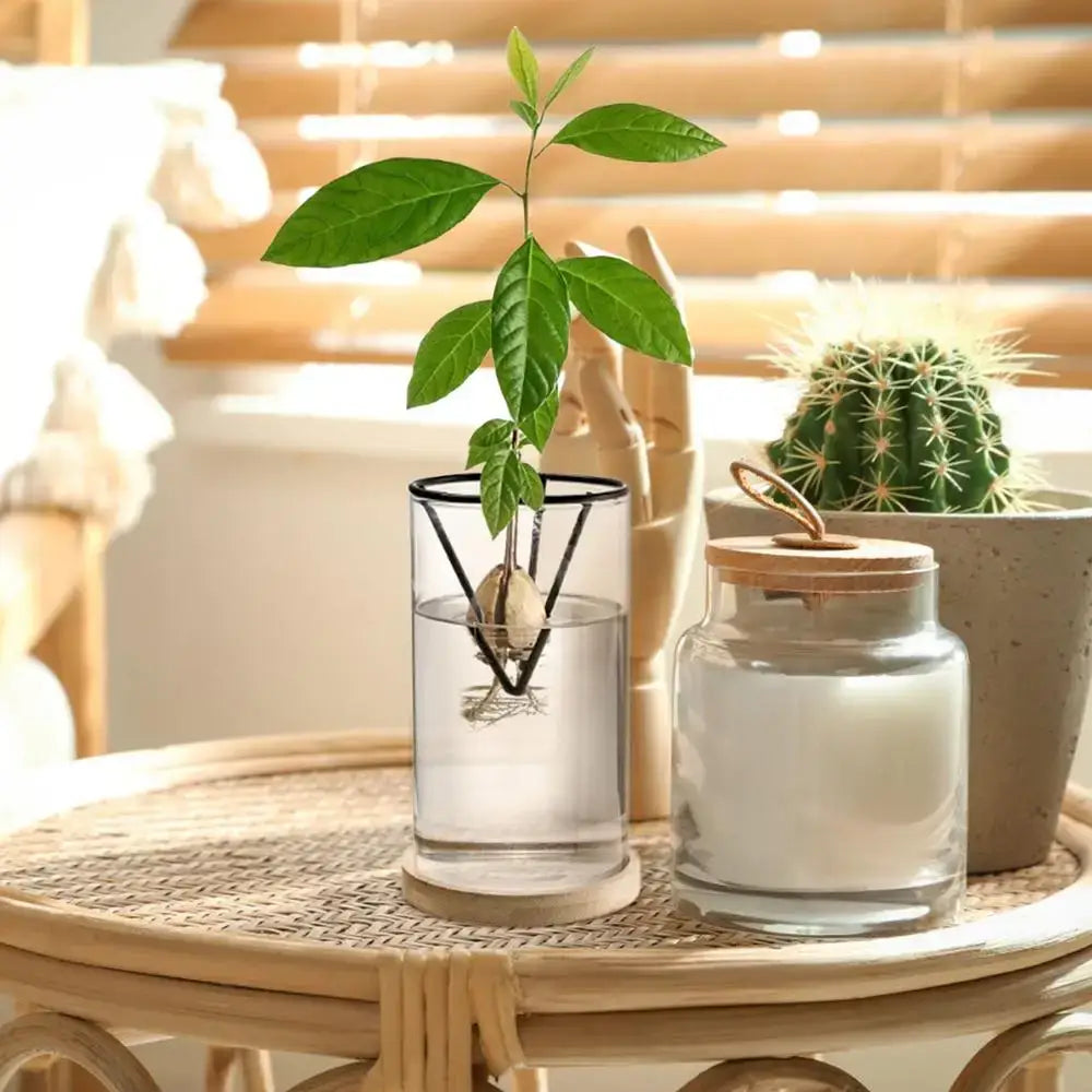 Clear glass hydroponic avocado planting set with black wire support holding young avocado plant in water