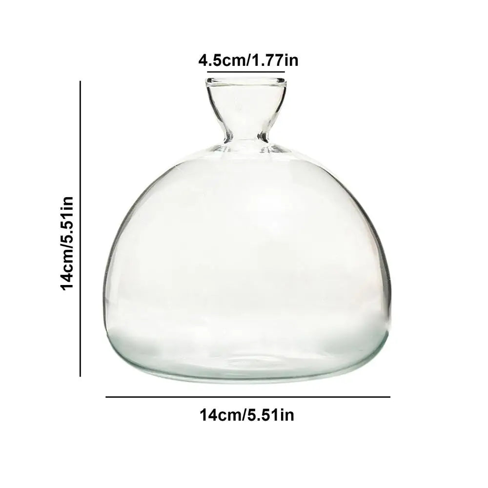 ’Hydroponic Avocado Seed Cultivation Vase’ - L / belgium - Vase