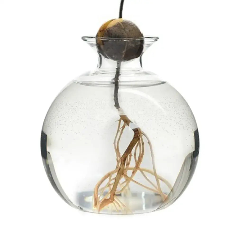 Clear glass hydroponic avocado seed vase with sprouting seed and visible roots for seed cultivation in water