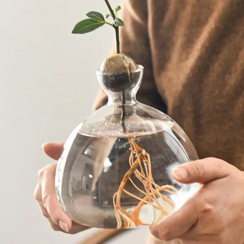Clear glass hydroponic avocado seed vase with bulbous body and narrow neck for seed cultivation and root growth
