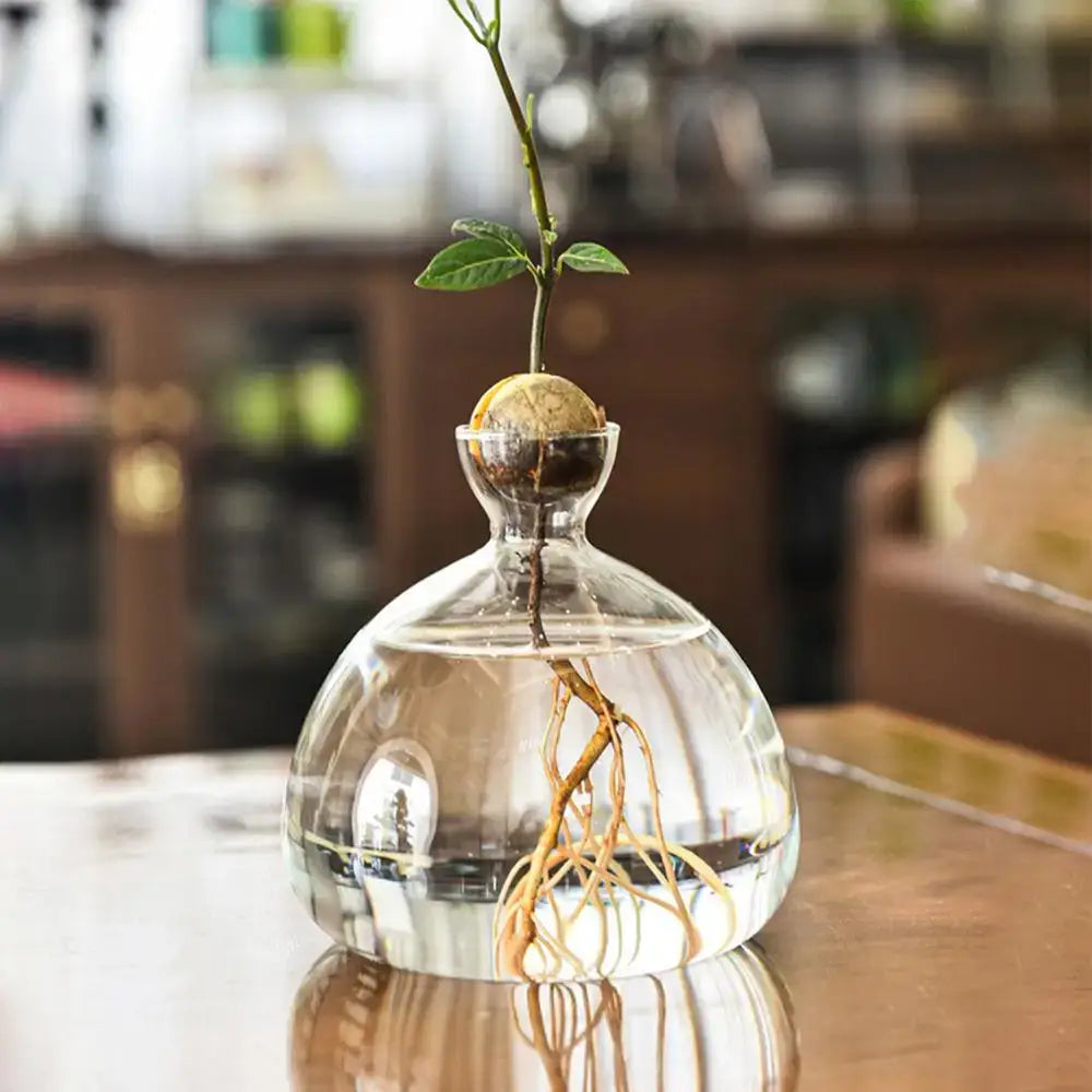 Clear glass hydroponic avocado seed vase with a budding plant and visible roots for seed cultivation in water