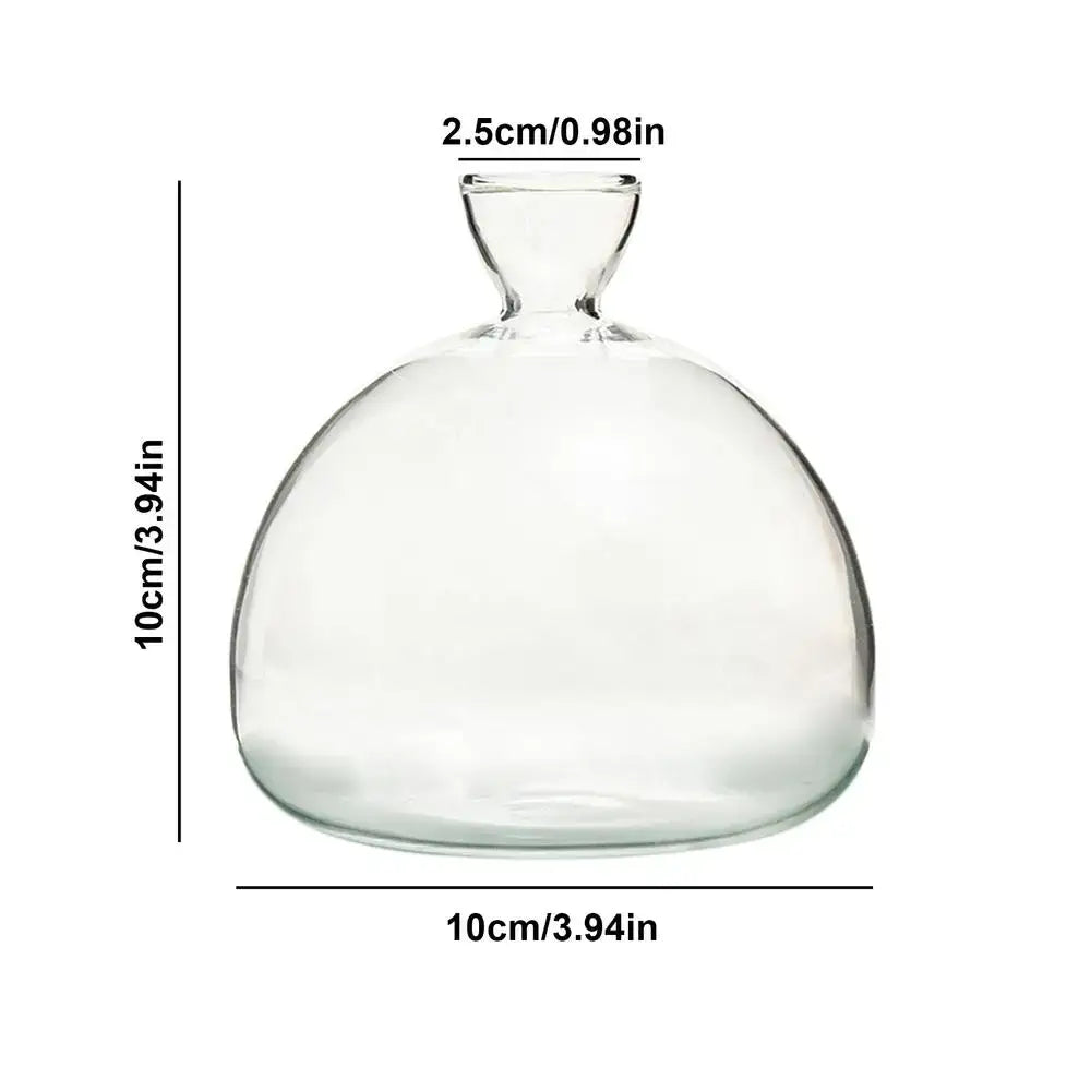 Clear glass hydroponic avocado seed vase with rounded bulbous body and narrow neck for seed cultivation
