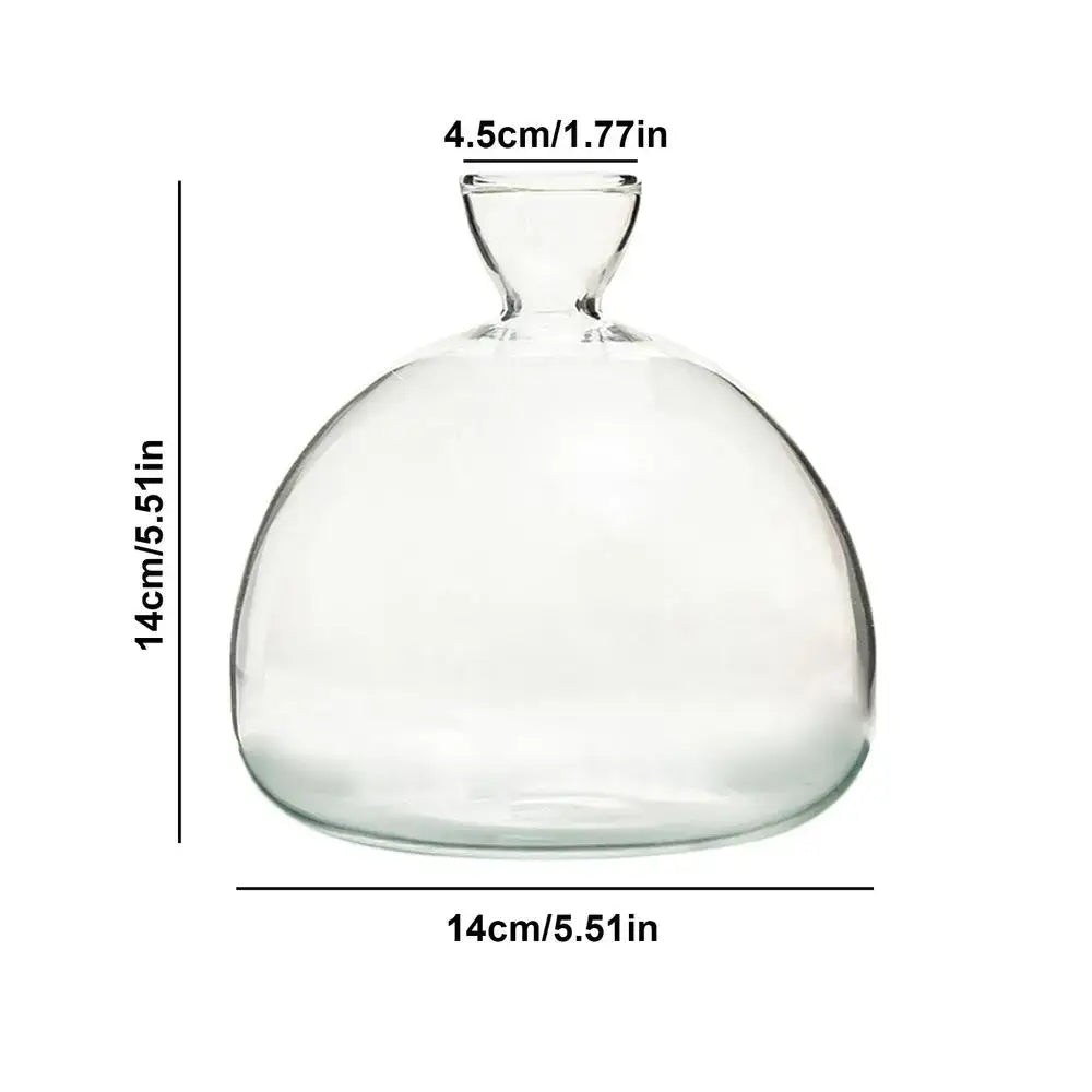 Clear glass hydroponic avocado seed vase with rounded bulbous body and narrow neck for seed cultivation
