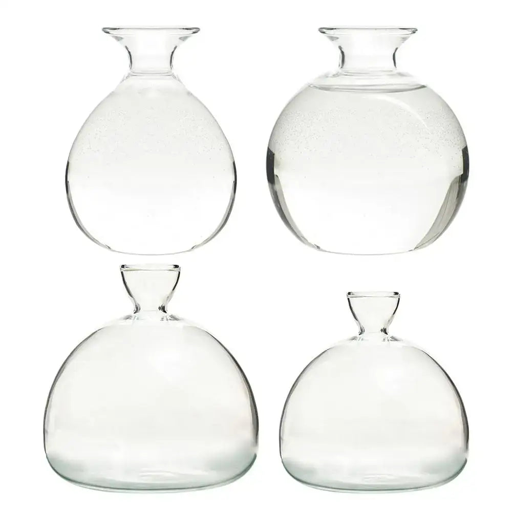 Set of four clear glass hydroponic avocado seed vases with rounded bulbous bodies for seed cultivation