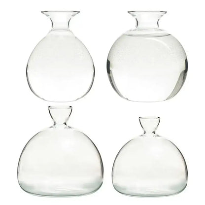 Set of four clear glass hydroponic avocado seed vases with rounded bodies and narrow necks for seed cultivation