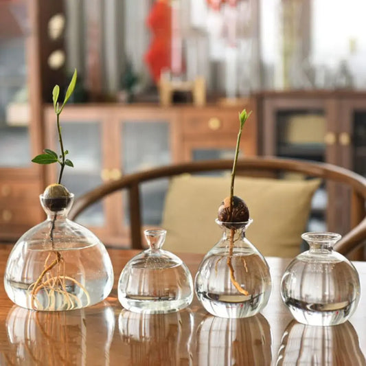 Hydroponic Avocado Starter Kit - Gift-ready - Vase