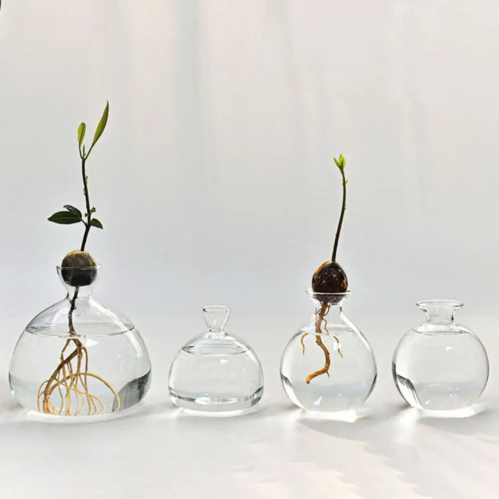 Hydroponic Avocado Starter Kit - Gift-ready - Vase
