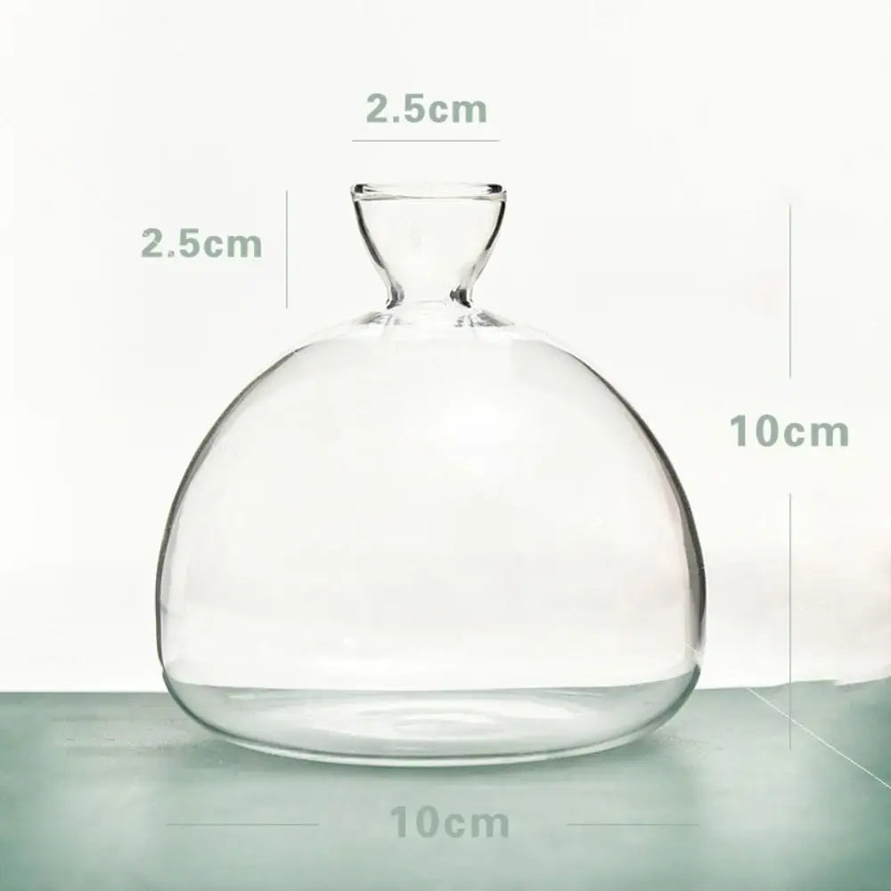 Hydroponic Avocado Starter Kit - Gift-ready - D - Vase