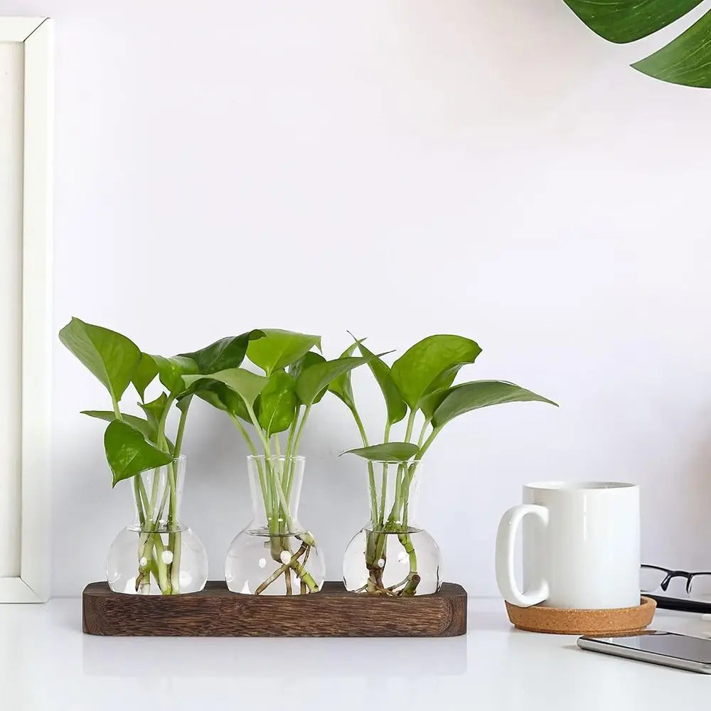 Hydroponic Glass Vase with Wooden Tray