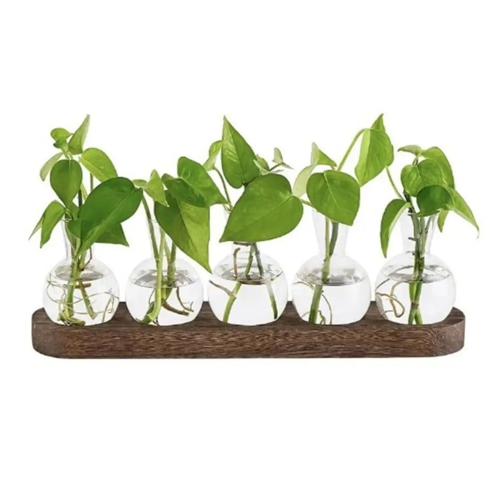 Hydroponic Glass Vase with Wooden Tray