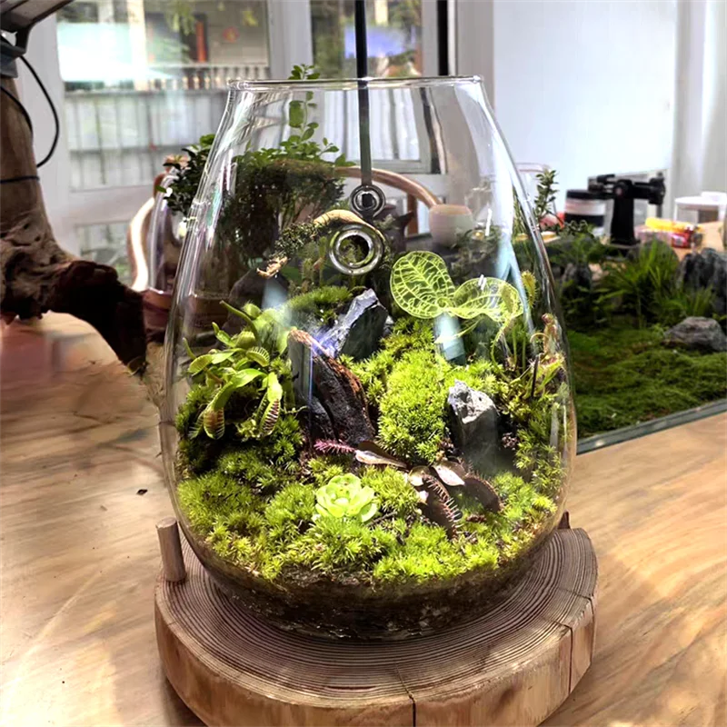 A clear glass teardrop terrarium filled with fresh green moss succulents and ferns for bonsai desktop decor