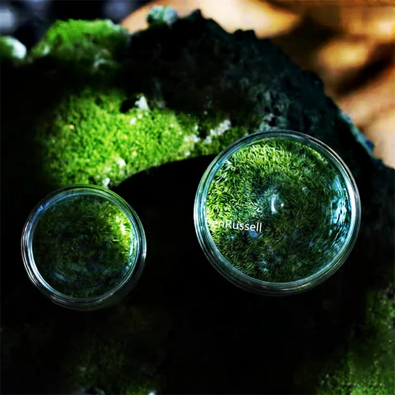 Mini Moss Glass Vase Plant Terrarium