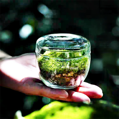 Mini Moss Glass Vase Plant Terrarium - Vase