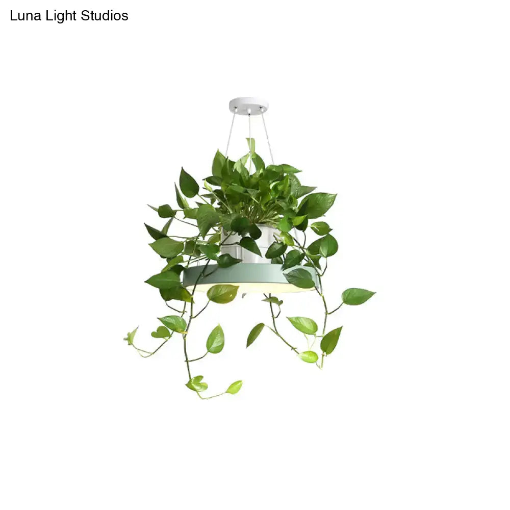 A modern brooklyn round macaron hanging light in black and white acrylic with lush green ivy trailing from a top plant pot