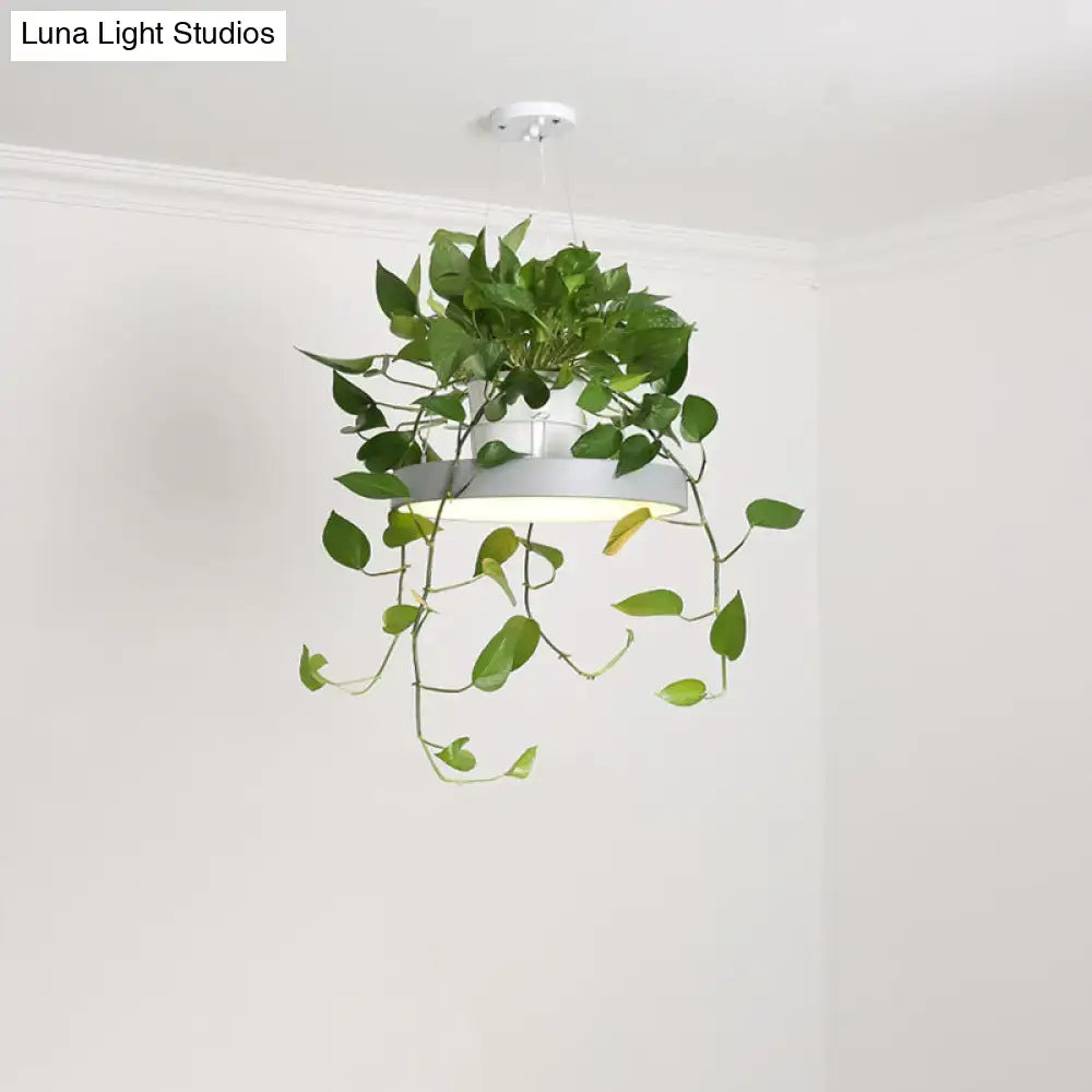 Yellow brooklyn round macaron acrylic led pendant light with white pot and green trailing vines for indoor decor