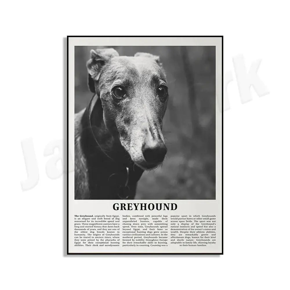Black and white framed dog breeds poster featuring a detailed greyhound portrait for living room wall art