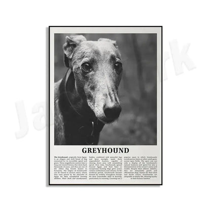 Black and white framed dog breeds poster featuring a detailed greyhound portrait for living room wall art