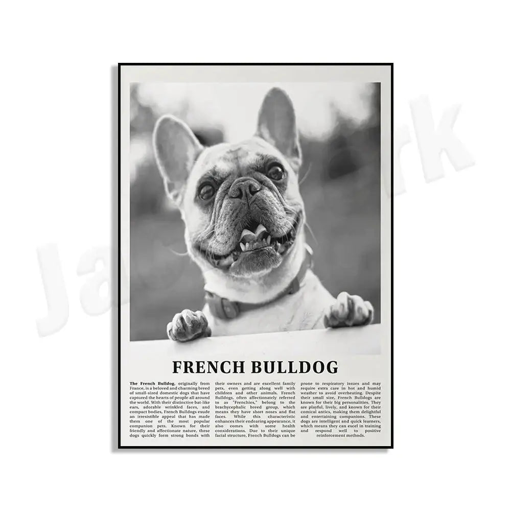 Black and white dog breeds poster featuring a french bulldog with expressive eyes on matte paper for living room decor