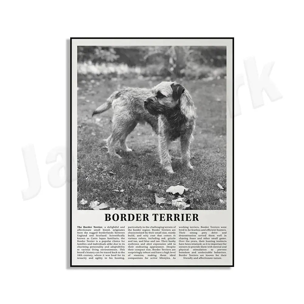 Black and white dog breeds poster featuring a border terrier in a modern framed living room wall art design