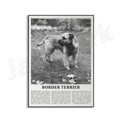 Black and white dog breeds poster featuring a border terrier in a modern framed living room wall art design
