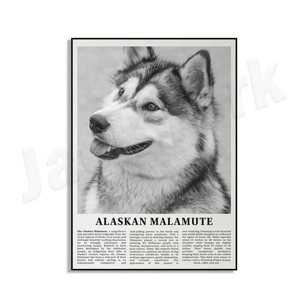 Black-and-white framed dog breeds poster featuring a detailed portrait of an alaskan malamute for living room wall art